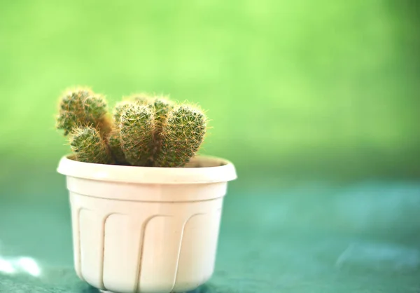 Cactus en macetas sobre fondo verde —  Fotos de Stock