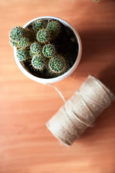 Cactus en macetas sobre una mesa de madera —  Fotos de Stock