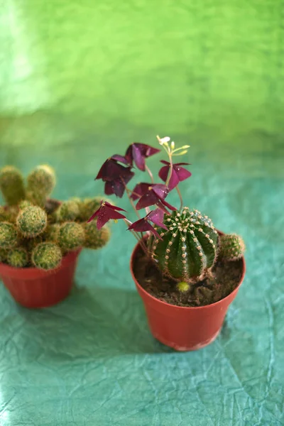 Cacti in pots on a green background.