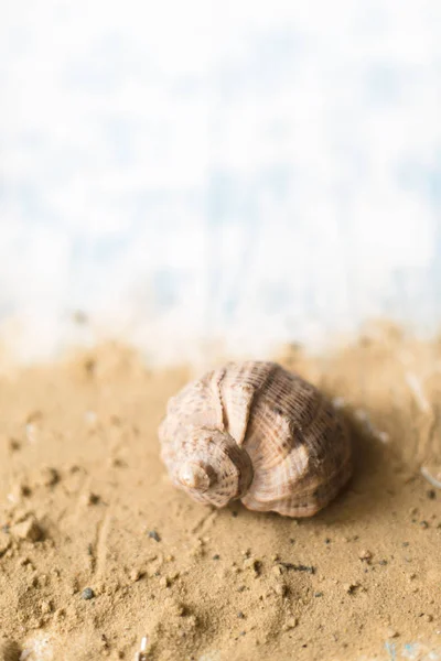 Shell on a beach background on a wooden background with sand — Stock Photo, Image