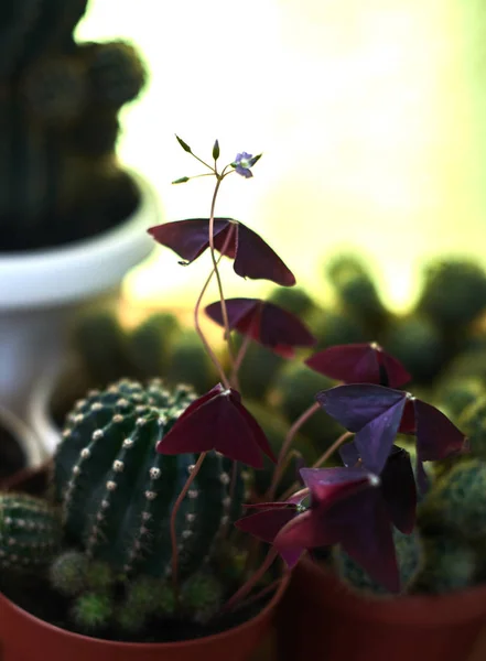 Cactus en macetas sobre una mesa de madera —  Fotos de Stock