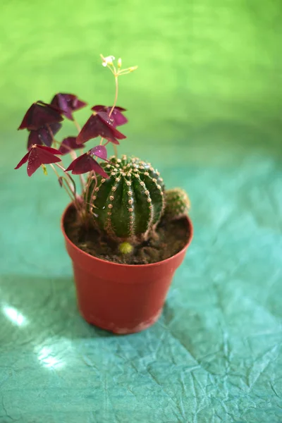 Cacti em vasos em um fundo verde — Fotografia de Stock