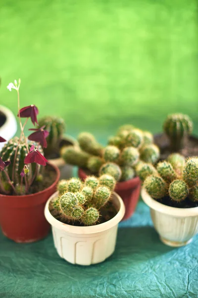 Cactus en macetas sobre fondo verde —  Fotos de Stock