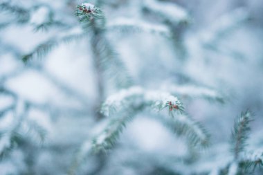 Karda, bulanık bir zemin üzerinde Noel ağacı dalları