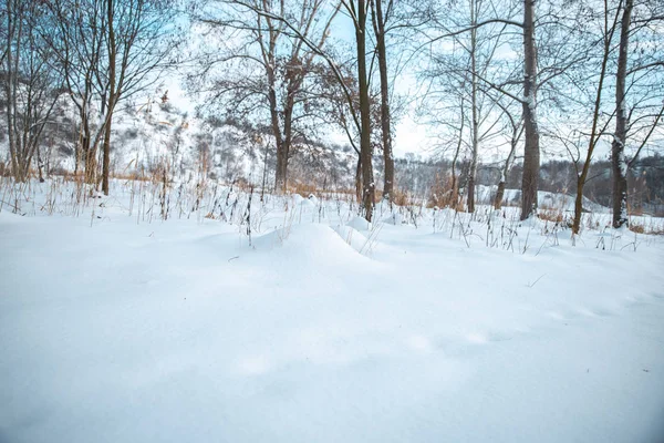 Parque de inverno na neve à noite — Fotografia de Stock