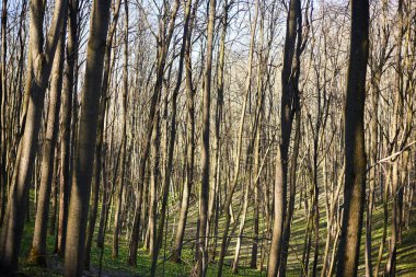 Akşam orman Mart manzara. Seyahat kavramı