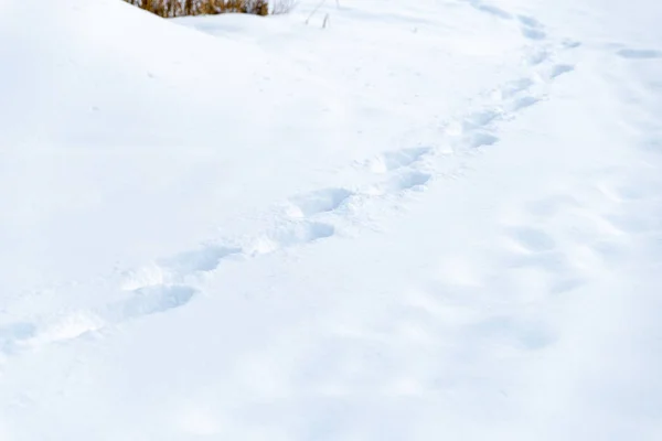 Parque de inverno na neve à noite — Fotografia de Stock