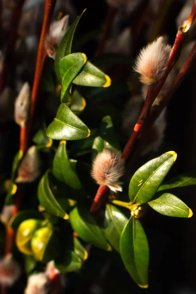 Spare branches macro in zonlicht met wazige achtergrond — Stockfoto