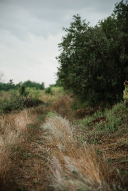 Yaz manzarası doğada bulutlu bir yağmurlu günde
