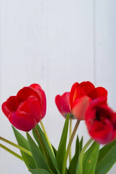 Красные тюльпаны на белом деревянном фоне в стеклянной вазе — стоковое фото