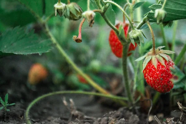 Reife Erdbeeren im Gebüsch am Ferienhaus im Garten — Stockfoto