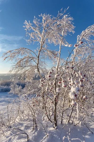 Горобина в променях Встановлююче сонце в зимовий період — стокове фото