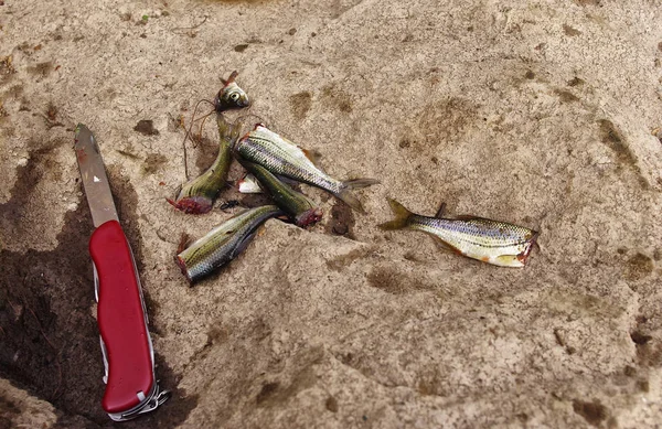 fishing, fish brushed, cut knife, knife rests on a stone