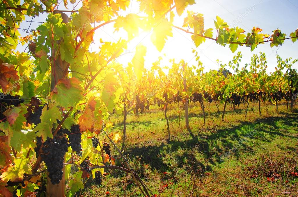 Landscape of countryside with vineyard