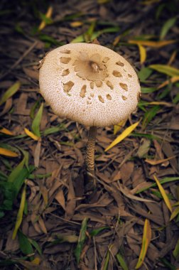Makro-lepiota mantar ahşap