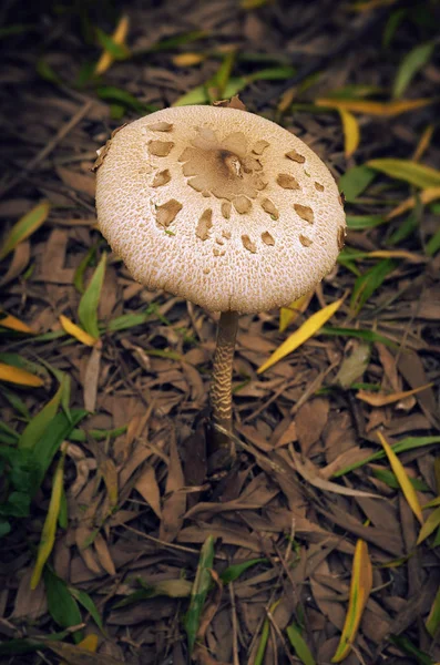 Cogumelo macro-lepiota em madeira — Fotografia de Stock