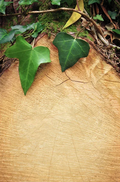 Hojas sobre el corte del tronco del árbol —  Fotos de Stock