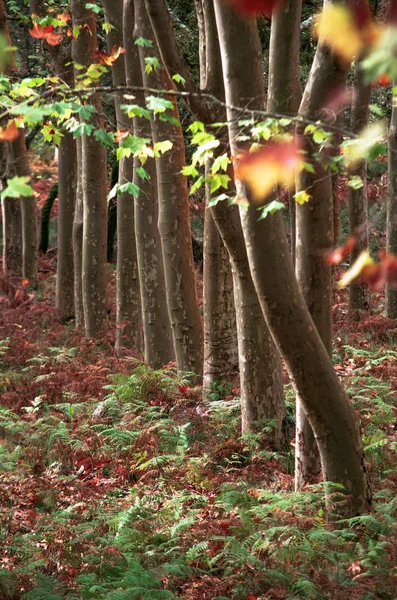 Cadere alberi e foglie — Foto Stock