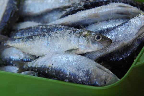 Skupina sardinky se solí — Stock fotografie