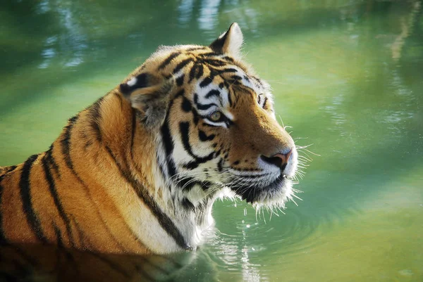 Tiger Stock Photos, Royalty Free Tiger Images | Depositphotos®