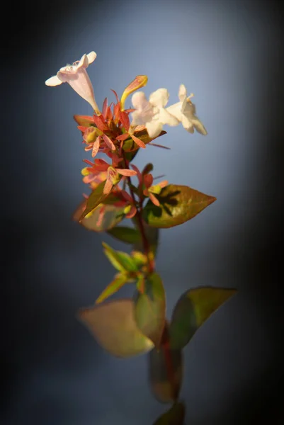 小さな白と赤の花 — ストック写真