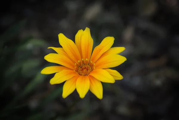 Fleur de marguerite dans le champ vert — Photo