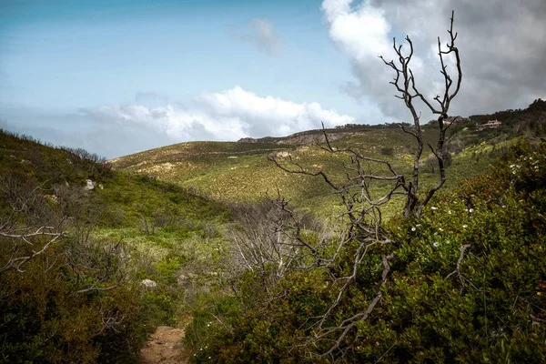 Landschap van heuvels met wilde vegetatie — Stockfoto