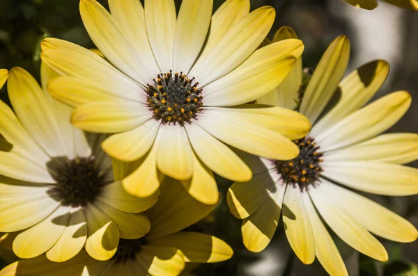 Yellow daisies under sunlight — Stock Photo, Image