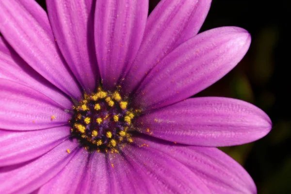 Ромашкова квітка під теплим сонячним світлом — стокове фото