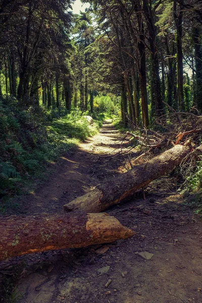 Árvore caiu em trilha de caminhadas — Fotografia de Stock