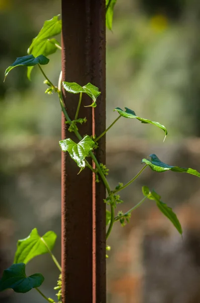 Branche de lierre sur porte en fer rouillé — Photo