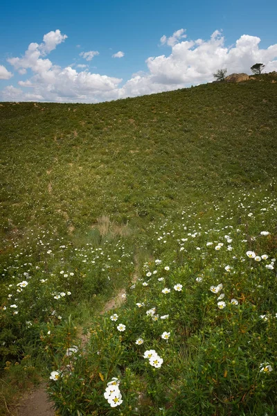 Colline fleurie le long du sentier de randonnée — Photo