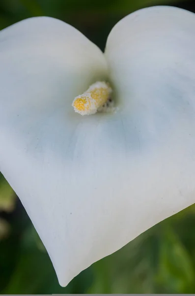 Bloeiende Calla Lelie — Stockfoto