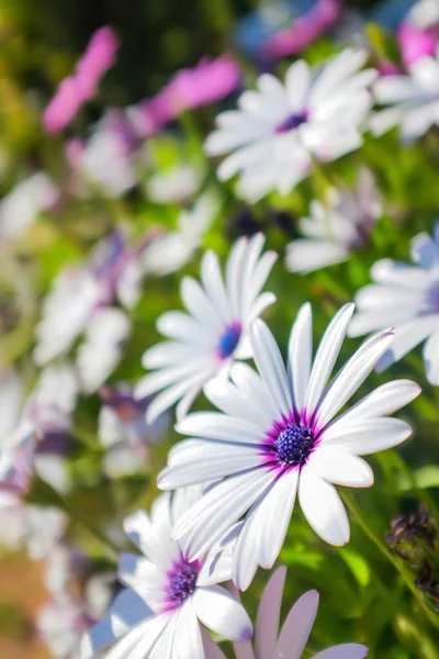 Біло-фіолетові ромашки — стокове фото