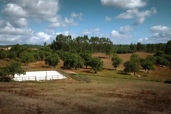 Сельский пейзаж с лошадьми — стоковое фото