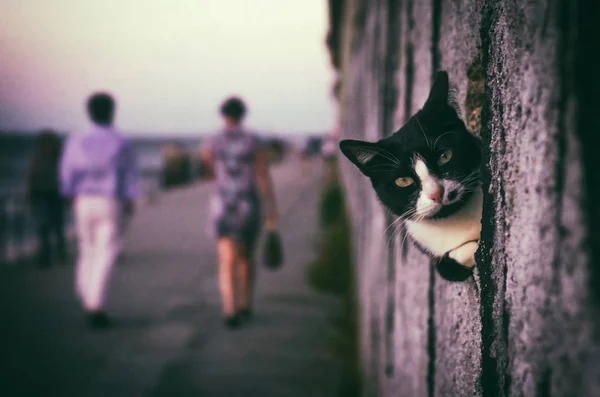 Gato preto e branco — Fotografia de Stock