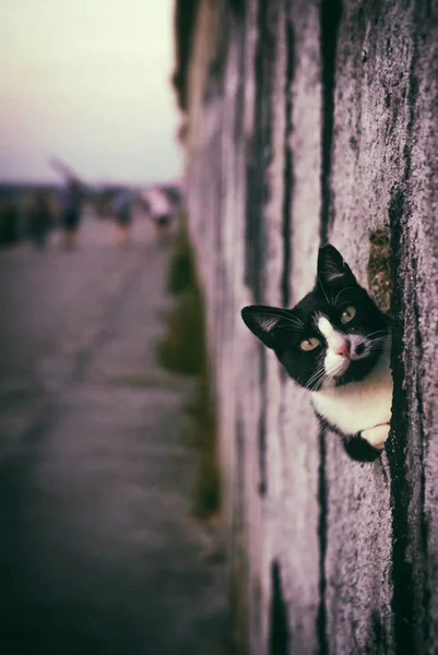 Chat noir et blanc — Photo