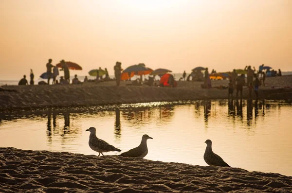 海鸥在日落海滩 — 图库照片