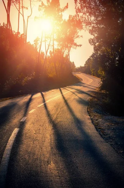 Bochtige weg in bos — Stockfoto