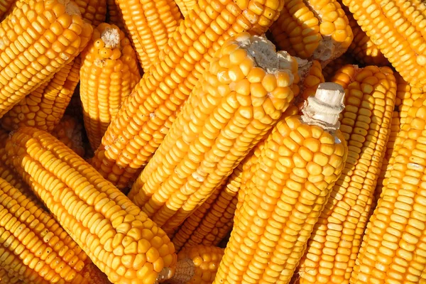 Espigas de milho na cesta — Fotografia de Stock