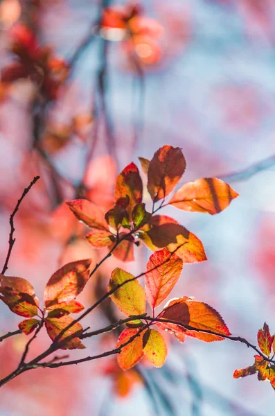 Turuncu Kırmızı Yaprakları Mavi Gökyüzü Karşı — Stok fotoğraf