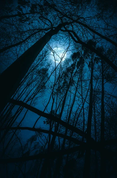 Σιλουέτες Των Παραμορφωμένα Δέντρα Στη Νύχτα Πανσέληνο — Φωτογραφία Αρχείου