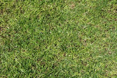yeşil çim dokusu