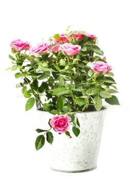 Bir bitki pembe Gül