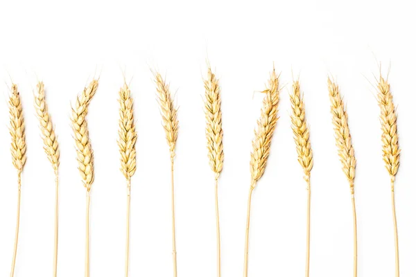 Wheat Stalk Isolated View — Stock Photo, Image