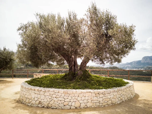 Bir zeytin ağacı içinde bir dağ manzarası