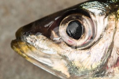 Taze sardalye iyi bir yemek pişirmek hazır