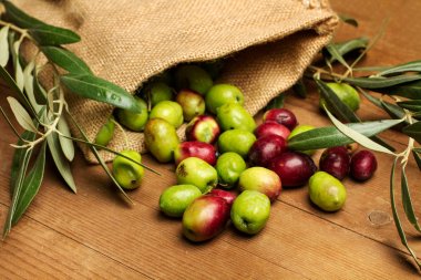 Zeytin ve zeytin yaprakları