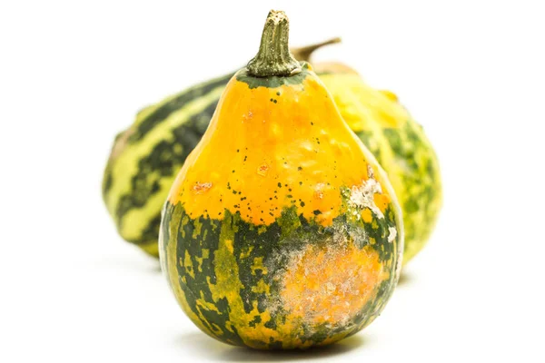 Természetes Zöld Narancs Kis Pumkins — Stock Fotó