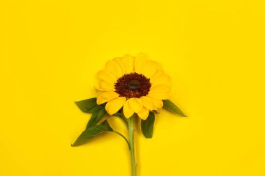 Sarı arka planda bir ayçiçeği